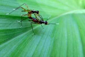 WHITE-SOX FLY: THE STILT-LEGGED INSECT WITH A REMARKABLE MIMICRY